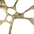 GraphicGold7