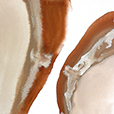 OrganicCurves2