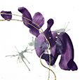 Plum&Gold2