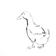 LineDuck1