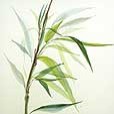 Motif Bamboo 1