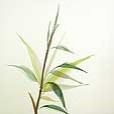 Motif Bamboo 2