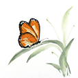 ButterflyOrange2