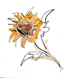 ApricotSunflower1