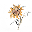 ApricotSunflower2