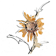 ApricotSunflower3