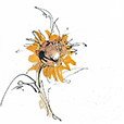 ApricotSunflower4