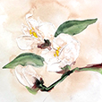 DimensionalMagnolia2