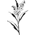 LilyOfTheValley2
