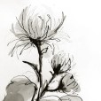 PencilInkChrysanthemum1