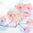 PinkBlossoms3