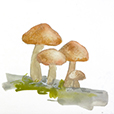 'Shrooms2