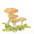 'Shrooms6