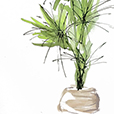 Biophilic3