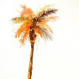 DatePalm1