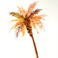 DatePalm2