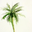 GreenCoconutPalm2