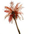 RedCoconutPalm1