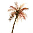 RedCoconutPalm2