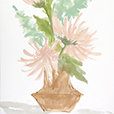 SpringMums